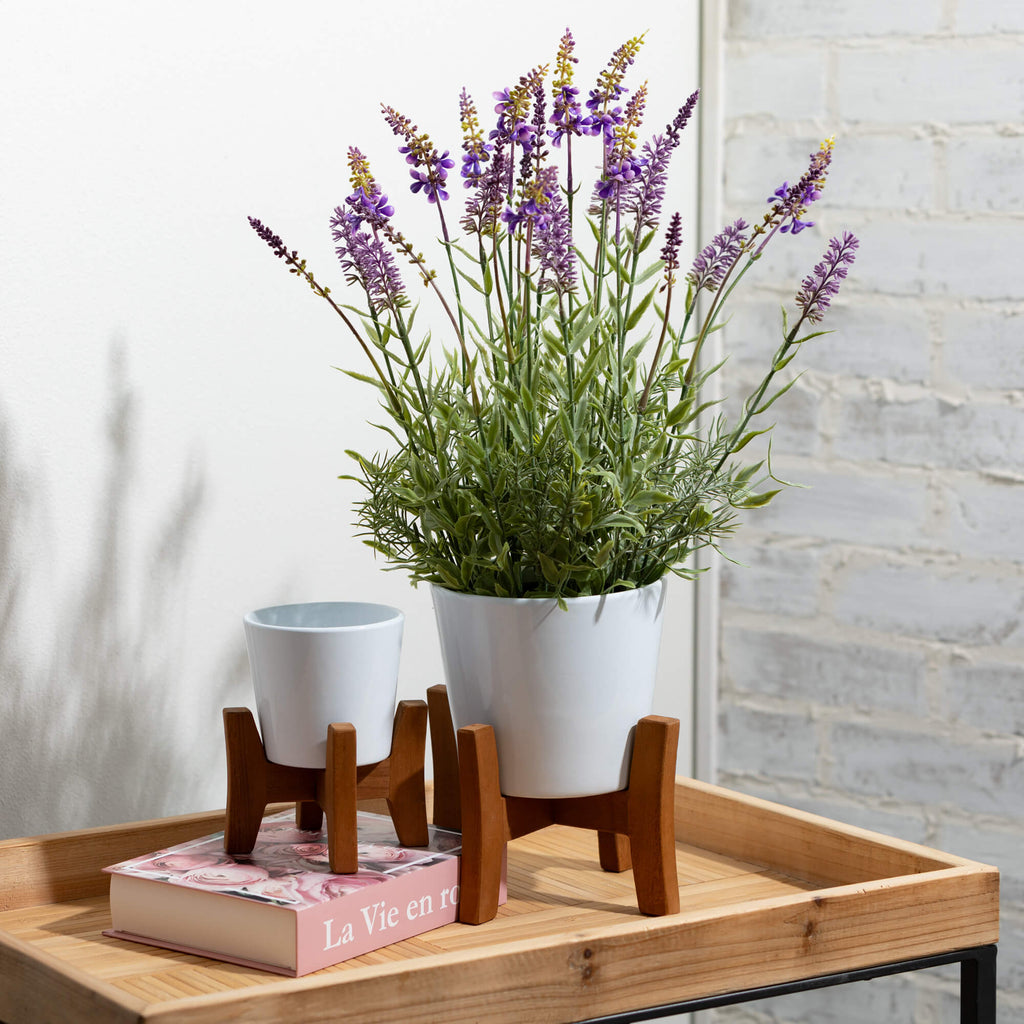 Black-Potted Lavender Plant   