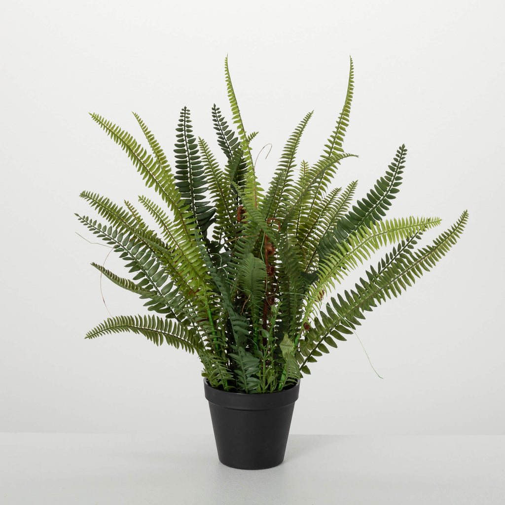 Lush Black-Potted Fern        