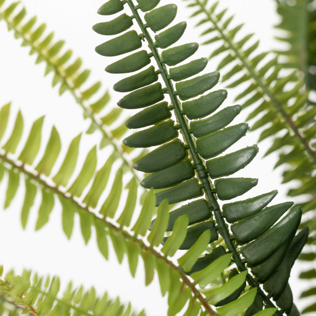 Lush Black-Potted Fern        