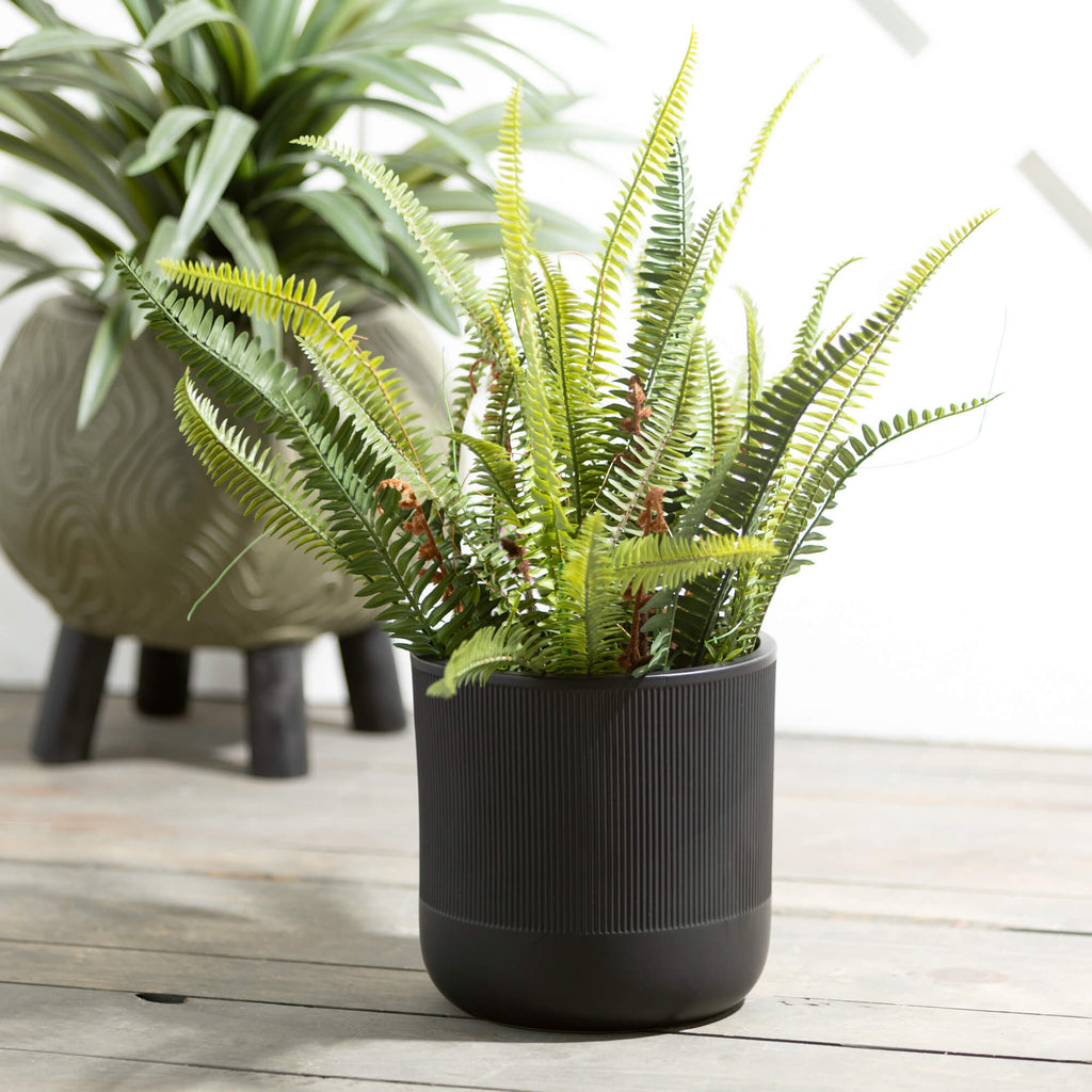 Lush Black-Potted Fern        