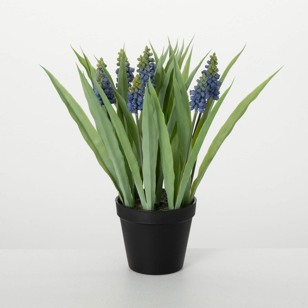 Potted Blue Grape Hyacinth    