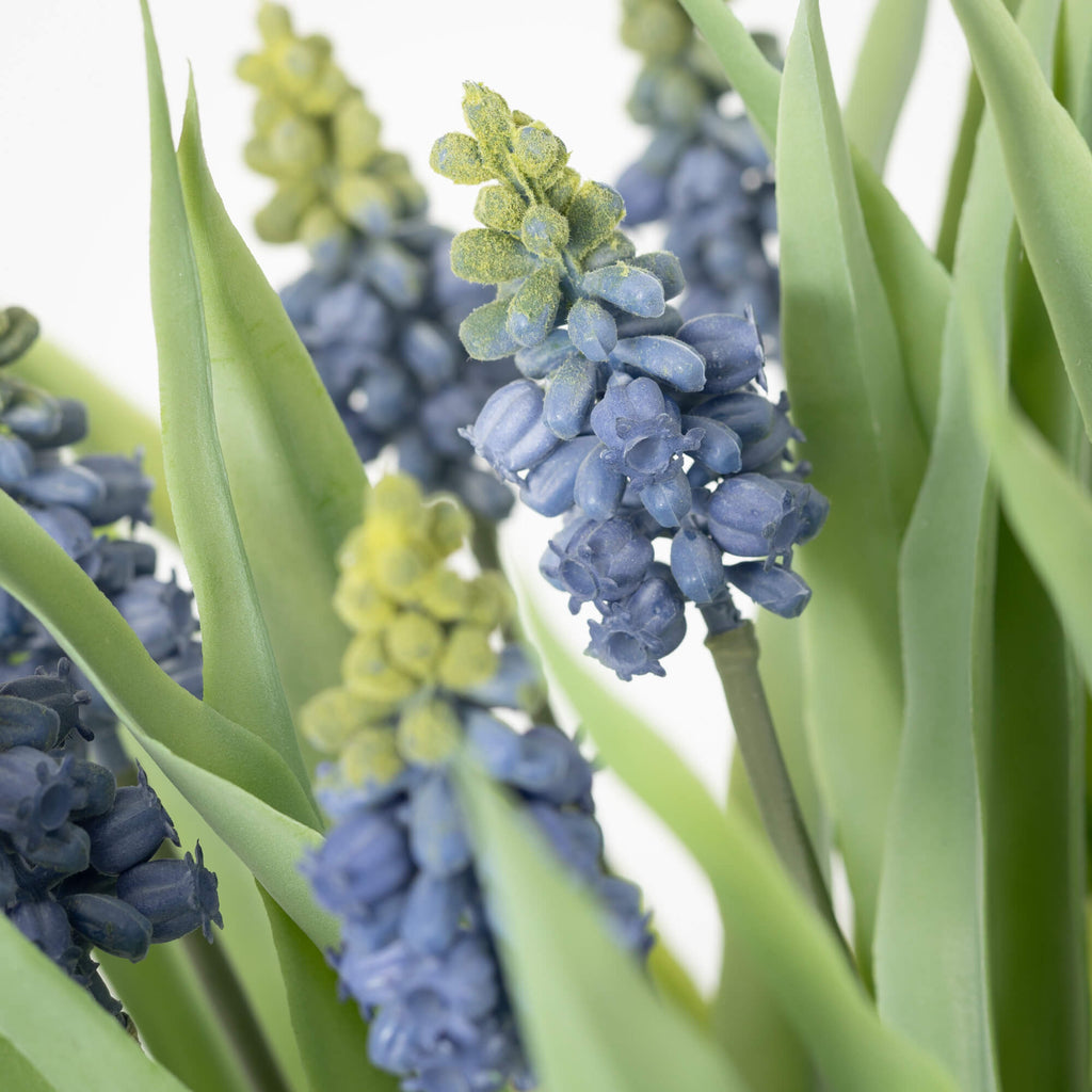 Potted Blue Grape Hyacinth    