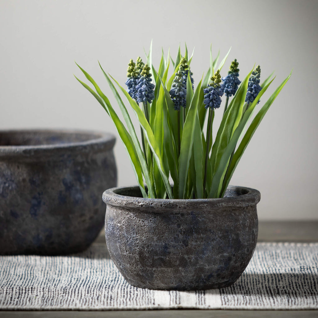 Potted Blue Grape Hyacinth    