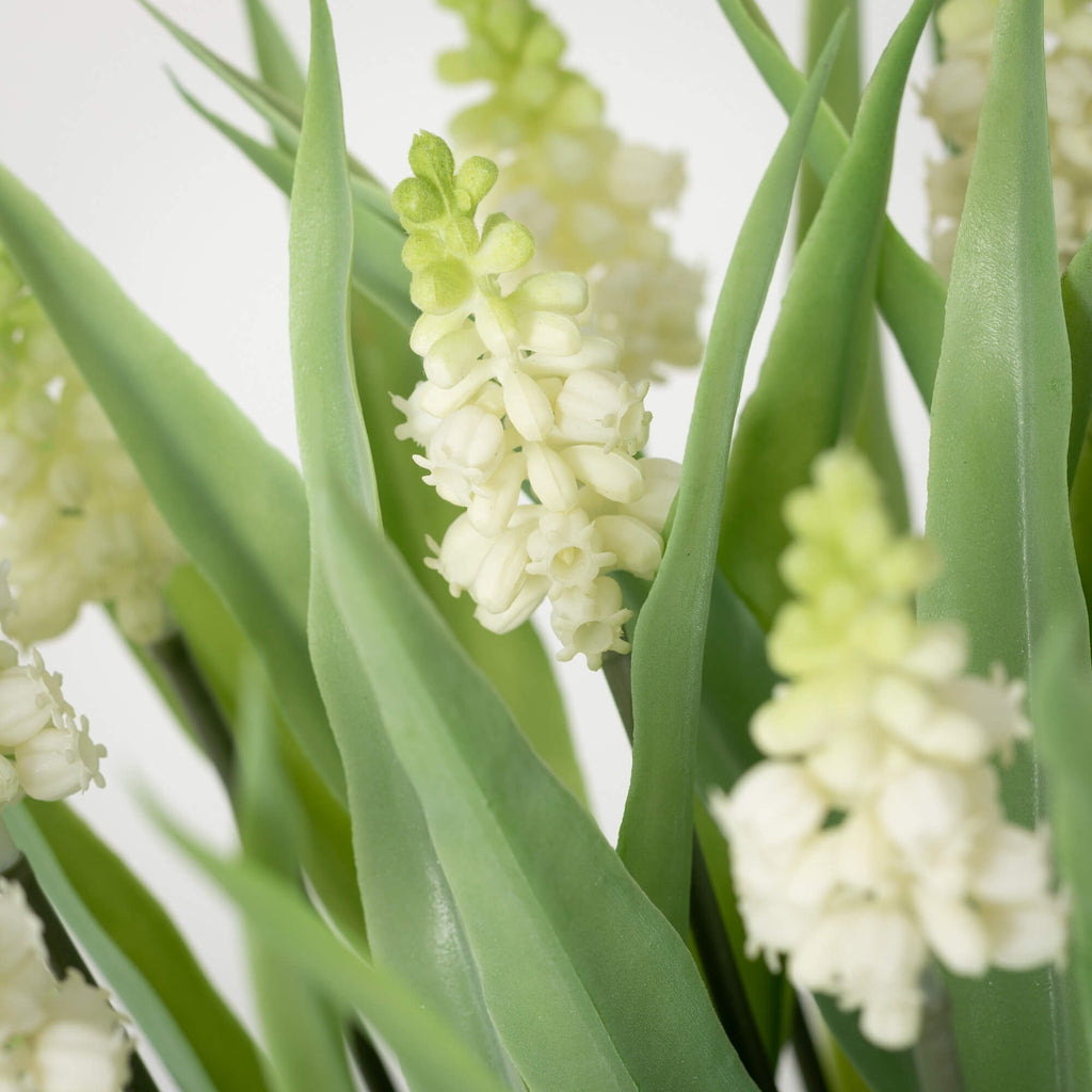 Potted Ivory Grape Hyacinth   