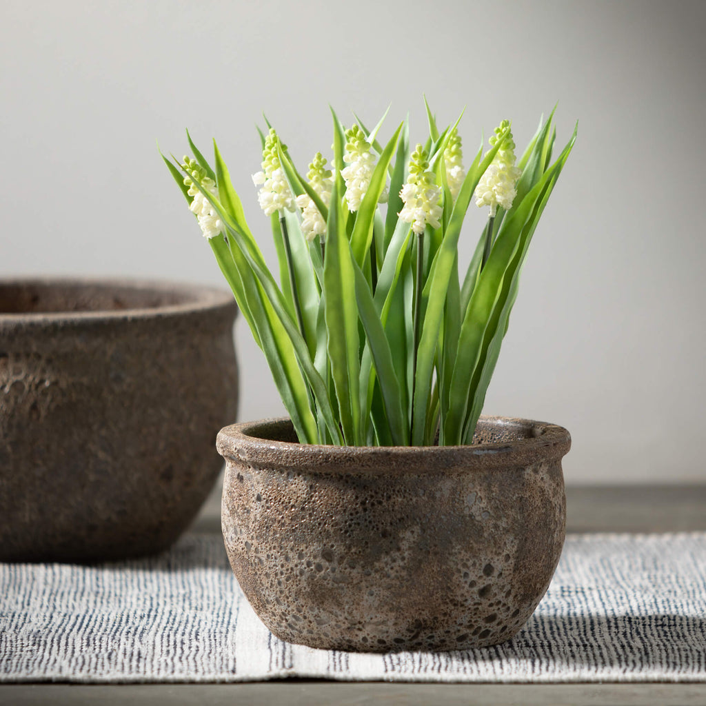 Potted Ivory Grape Hyacinth   