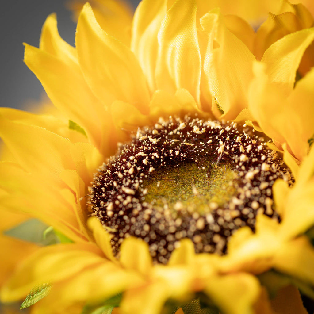 Sunflower Bush                