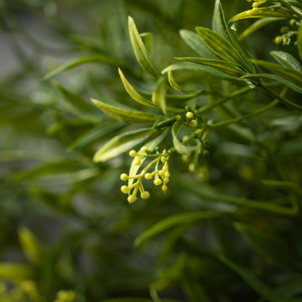 Privet Bush                   