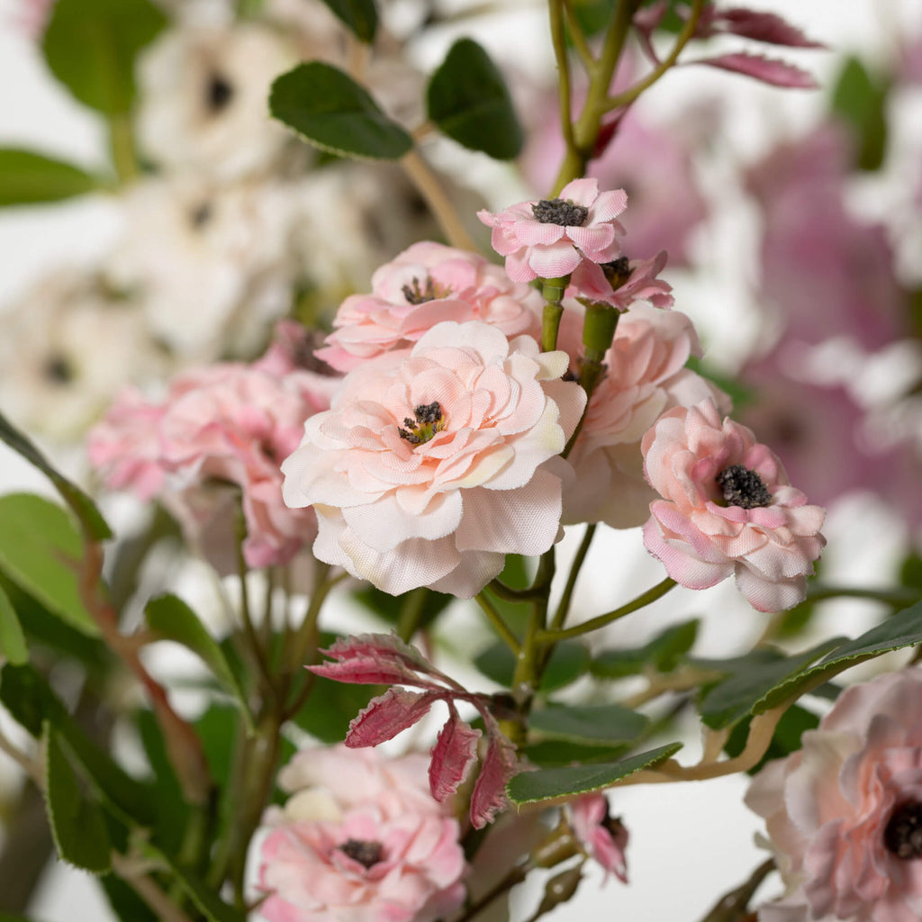 Mini Rose Bush                