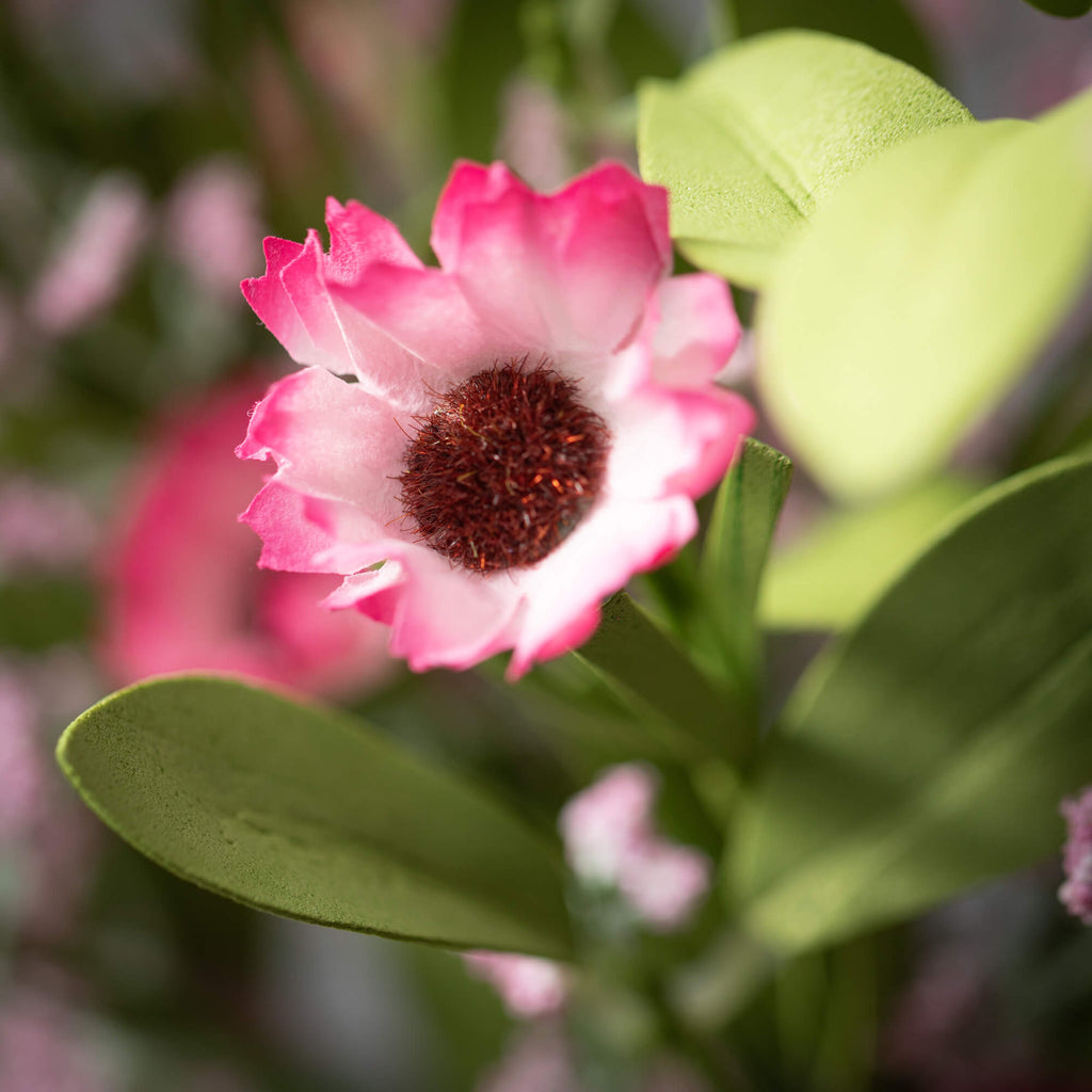 Pink Wispy Daisy Bush         