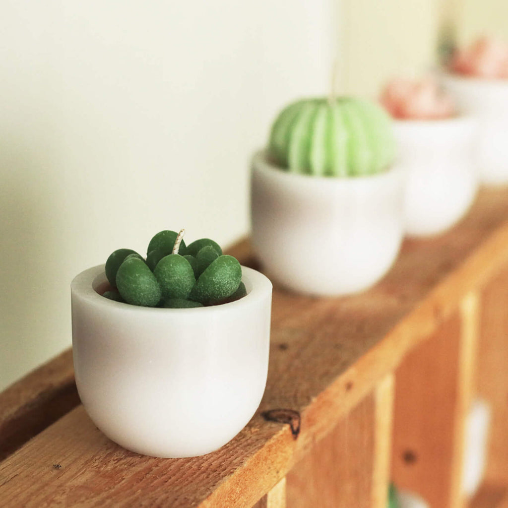 Scented Succulent Votives     