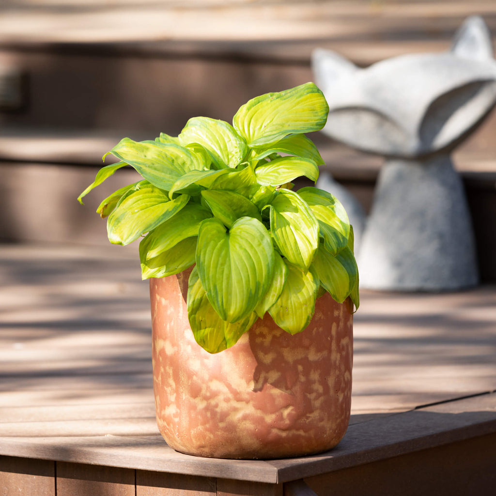 Mottled Rust Planter Set Of 3 