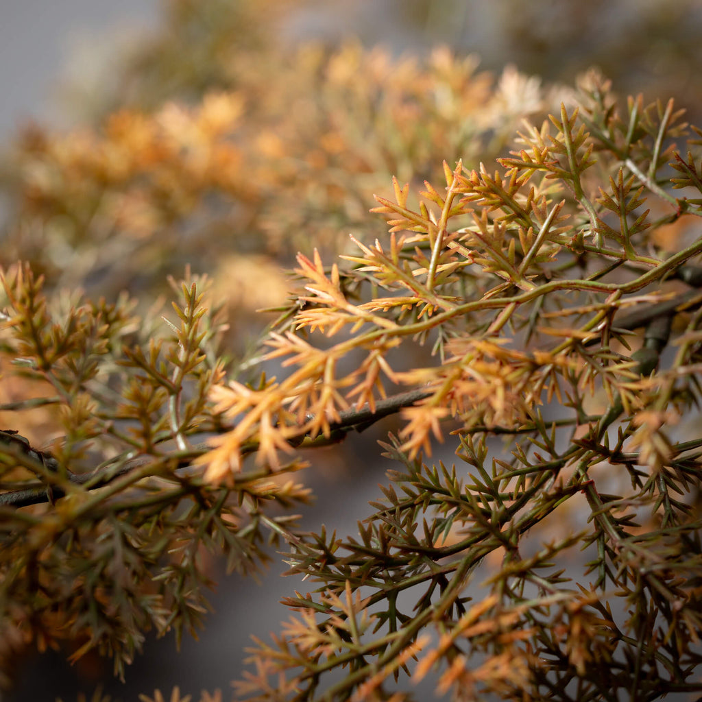 Golden Hanging Cypress Bush   