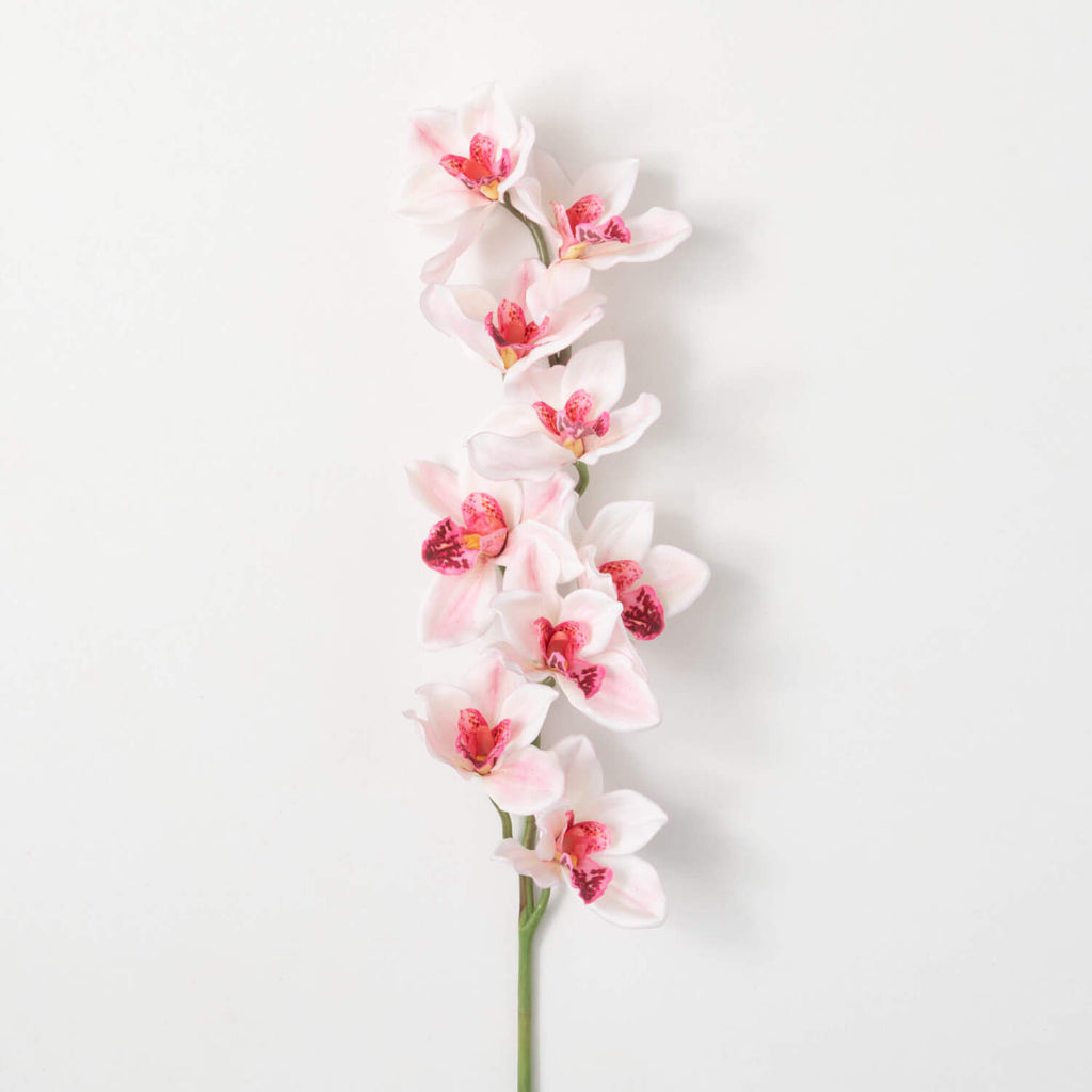 Pink Cymbidium Orchid Stem    