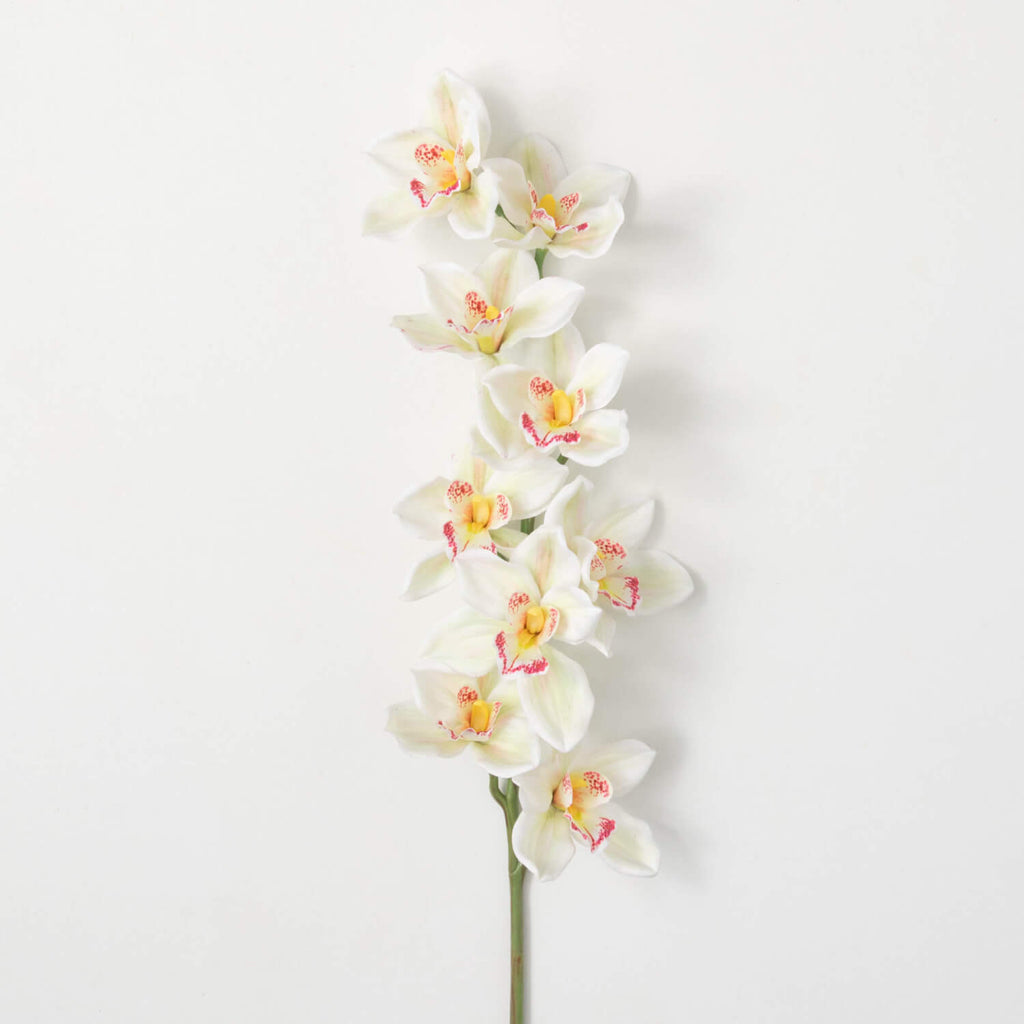 White Cymbidium Orchid Stem   