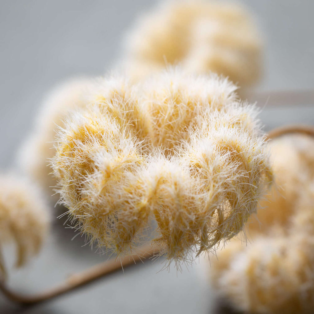 Faux Dried Cream-Colored Pods 