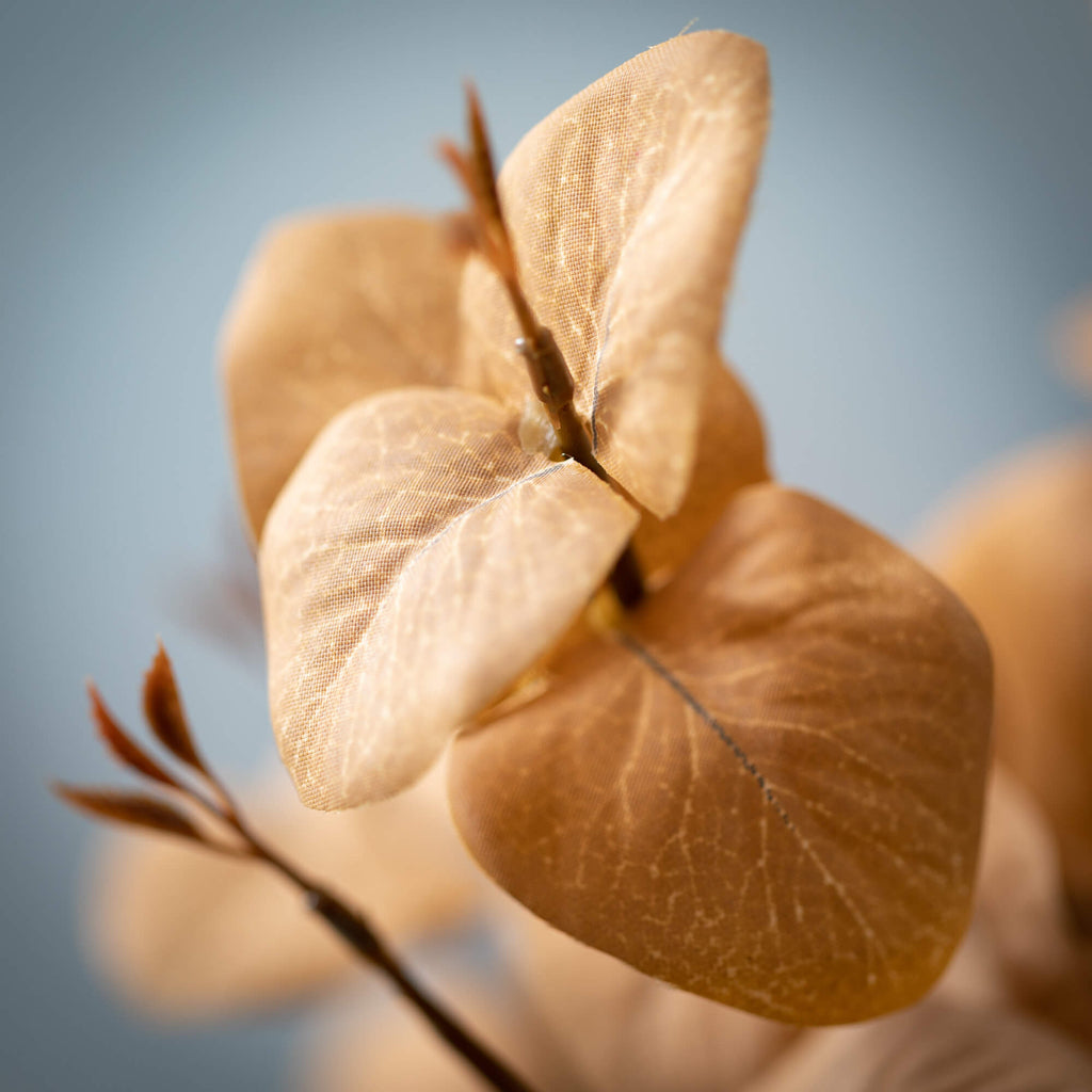 Amber Silver Dollar Eucalyptus