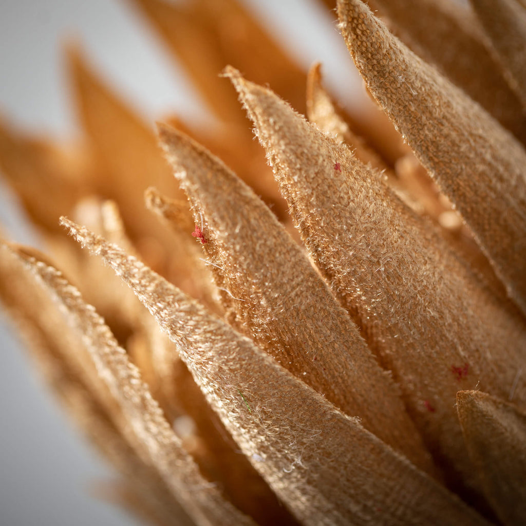 Natural Pale Brown Protea     