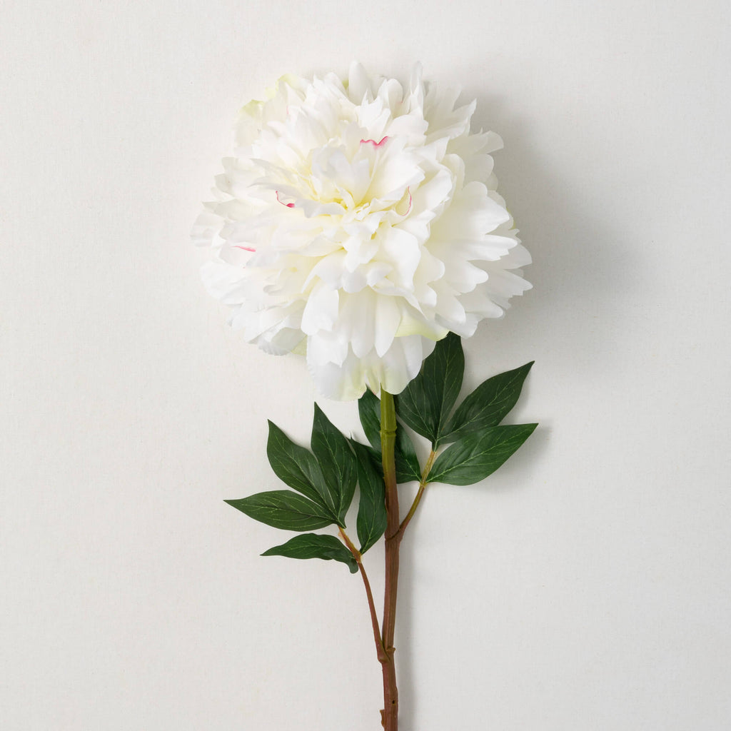 Soft Cream White Peony        