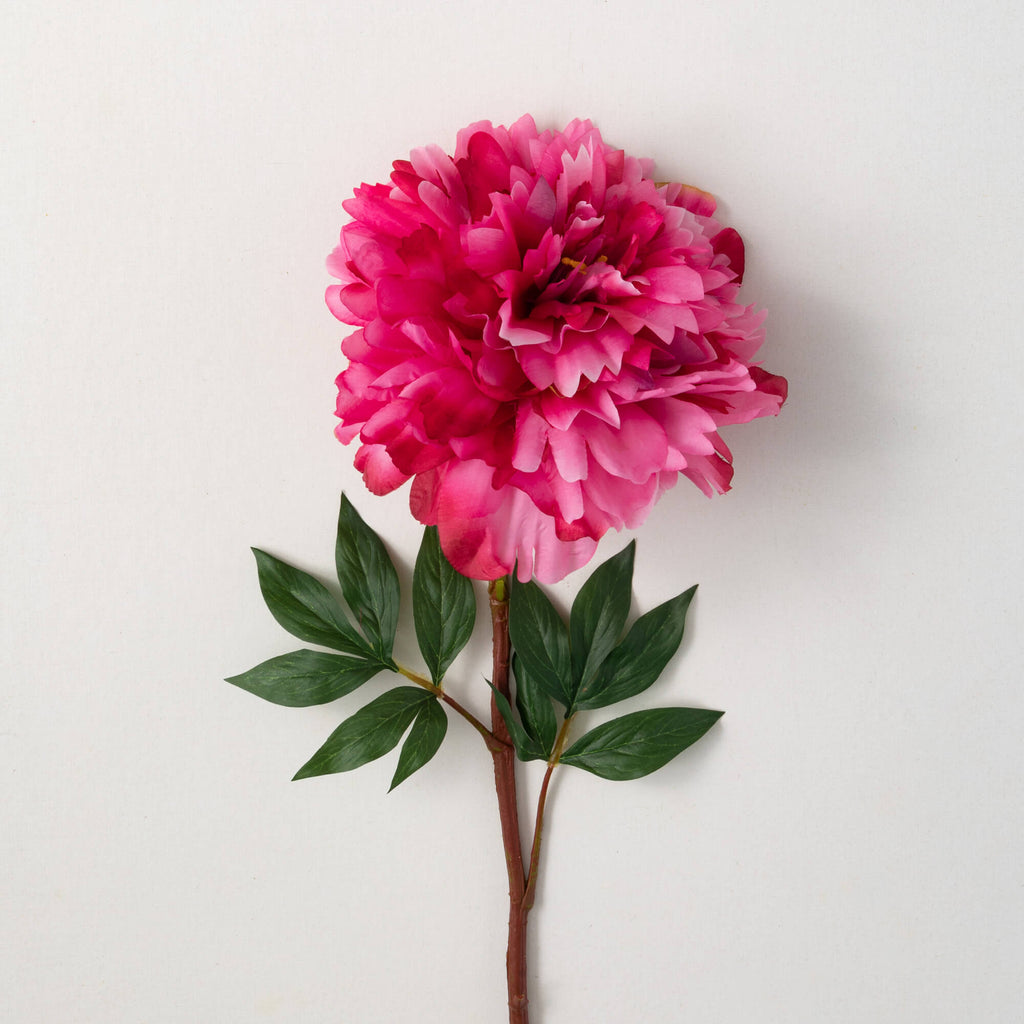 Bright Bold Pink Peony        