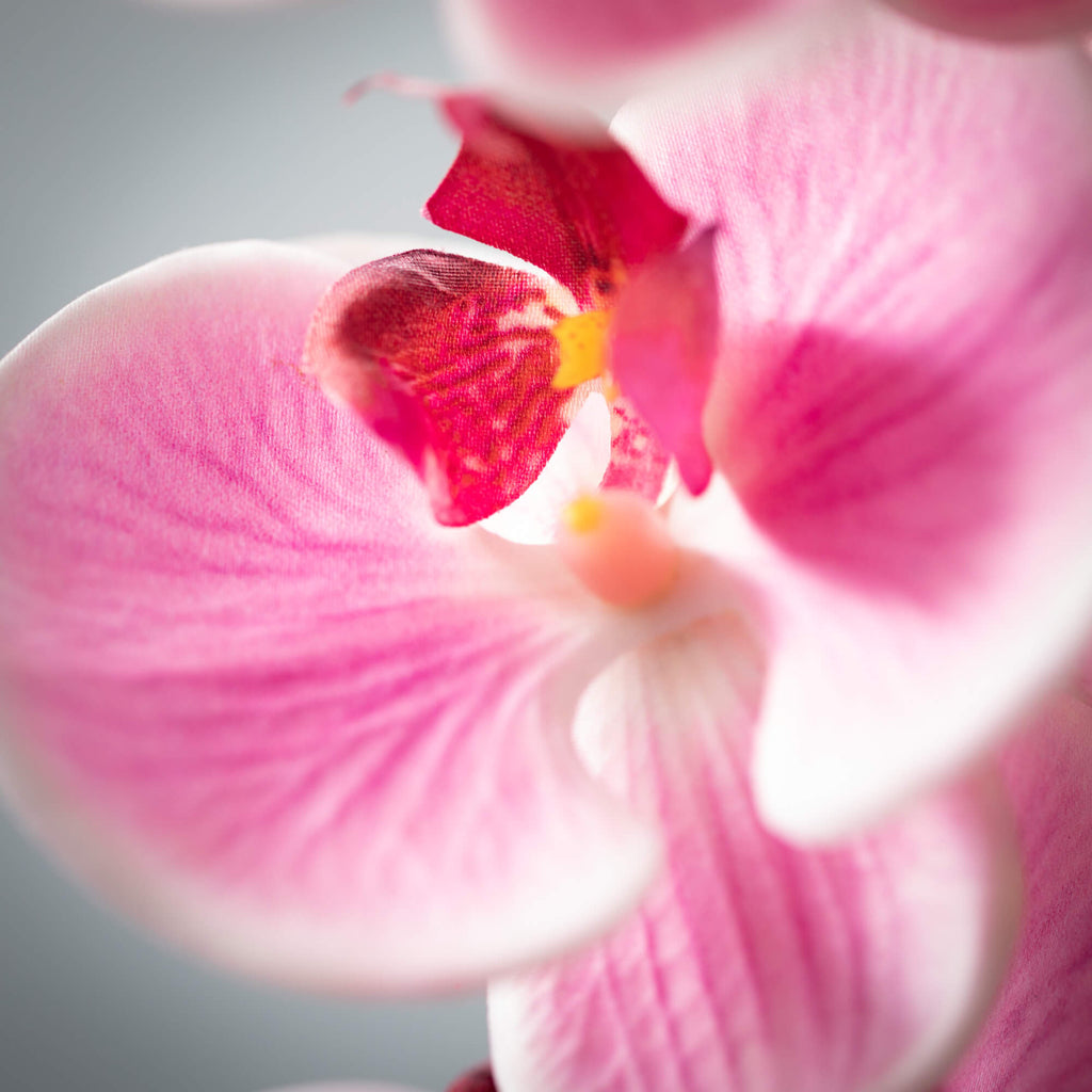 Lively Pink Phalaenopsis Stem 