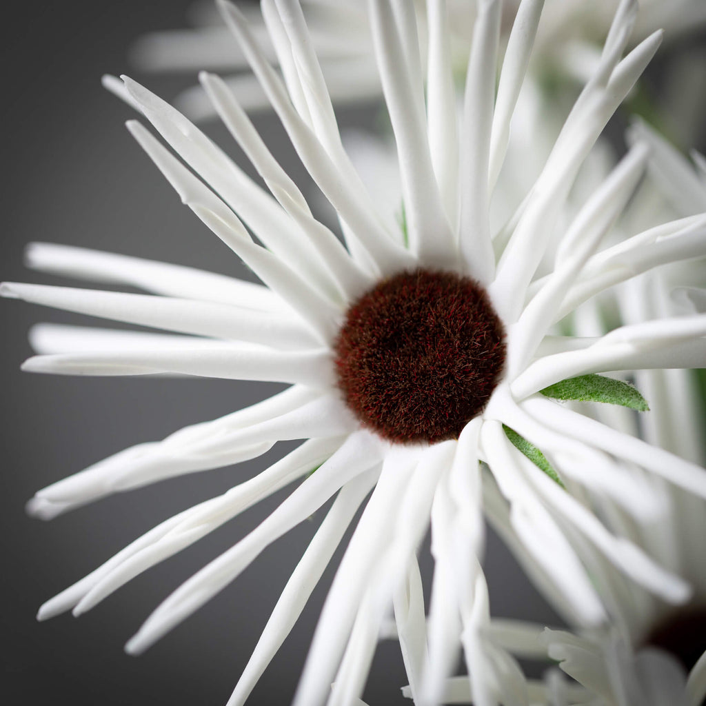 White Daisy Stem              