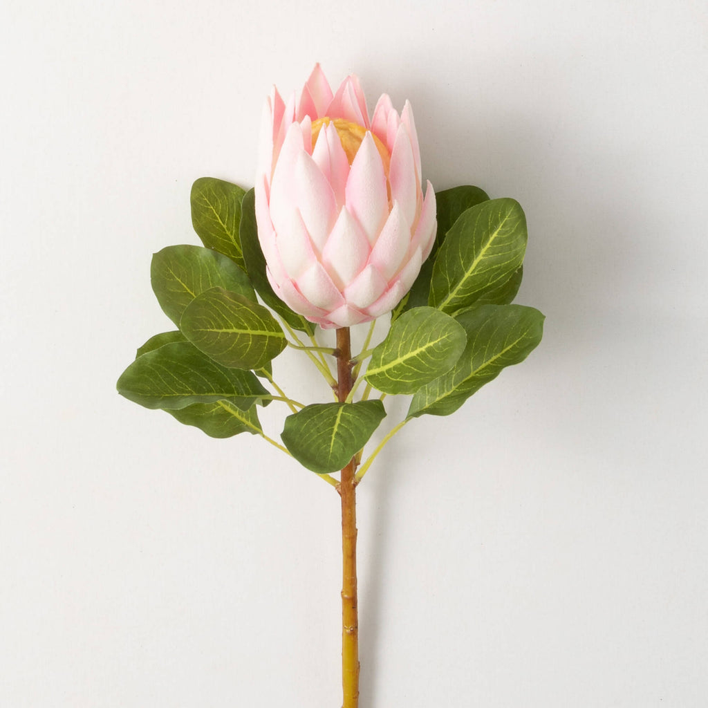 Light Pink King Protea Stem   