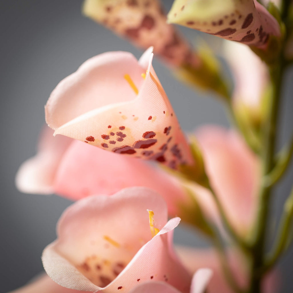 Peach Fox Glove Spray         