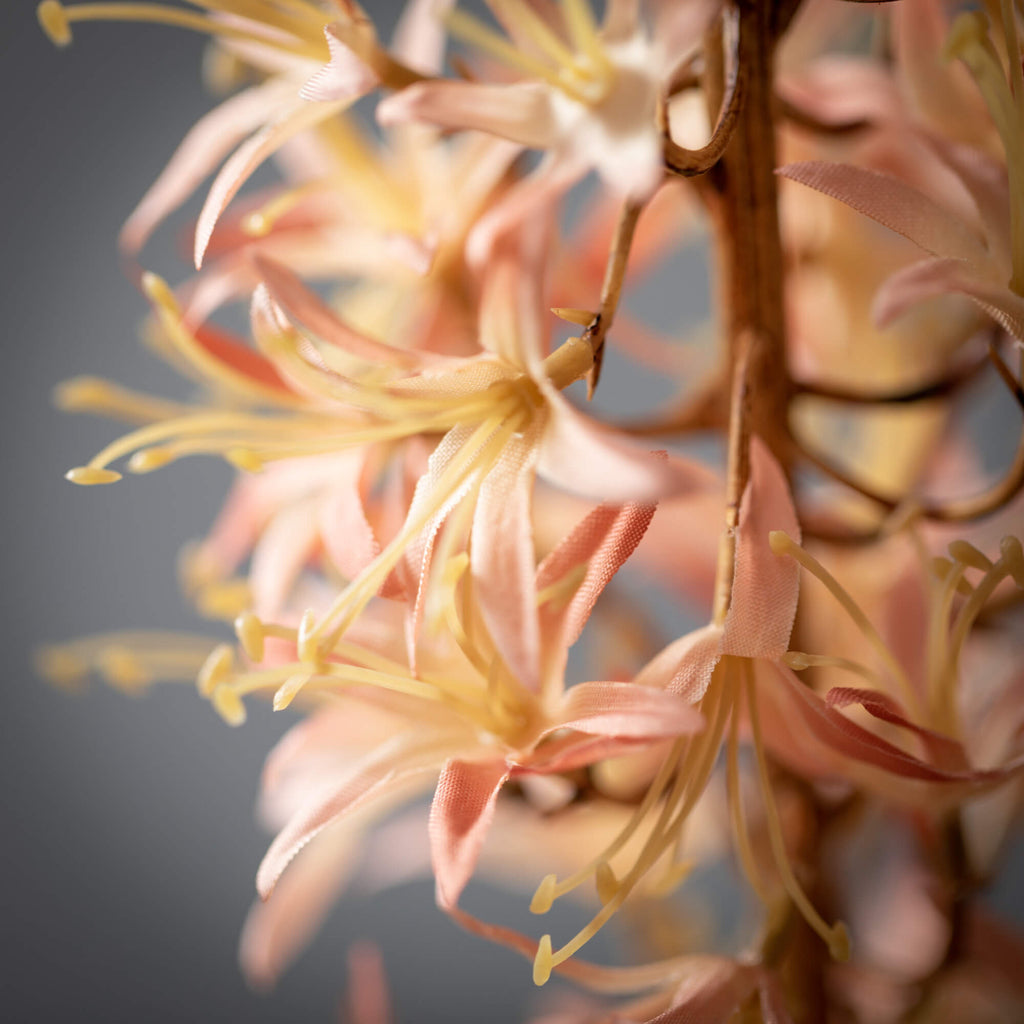 Fluffy Peach Eremurus Spray   