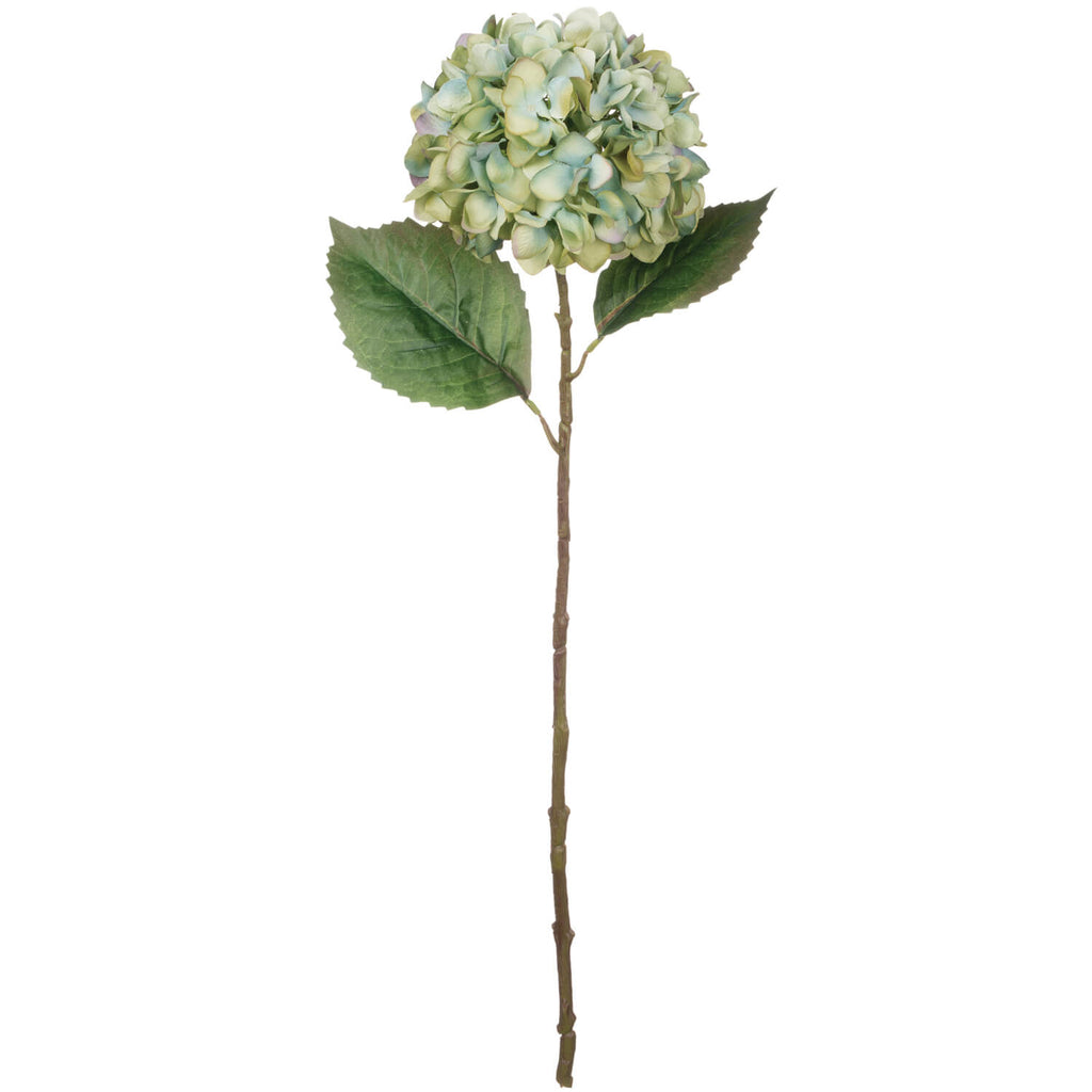 Hydrangea Stem                