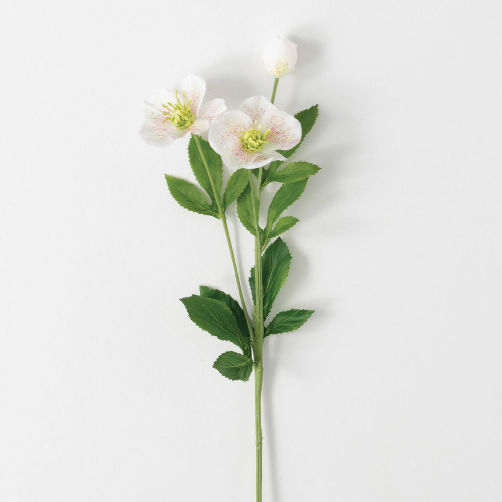 Real Garden Helleborus Stem   