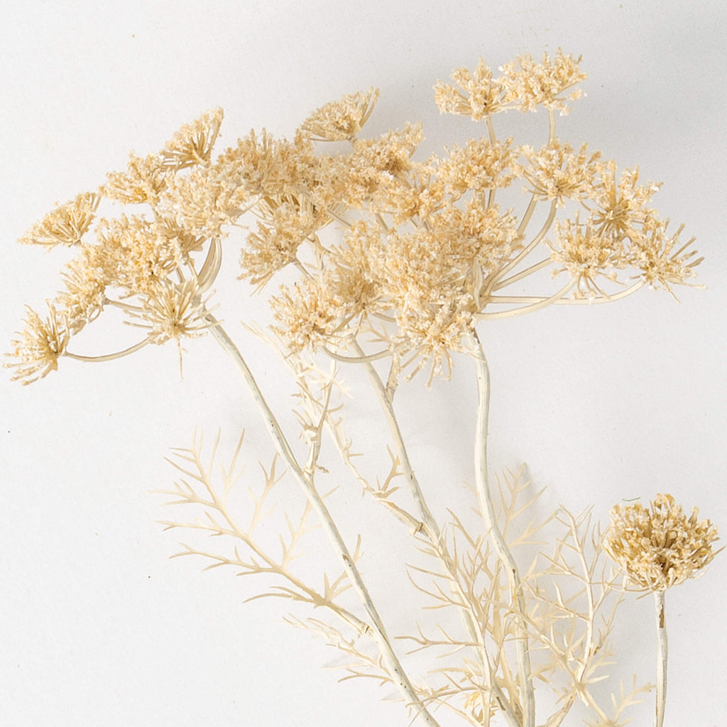 Cream Queen Anne'S Lace Spray 