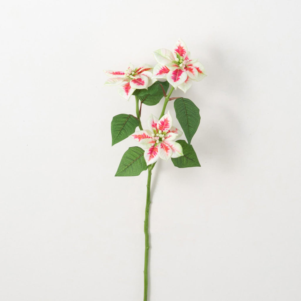 White Pink Poinsettia Stem    