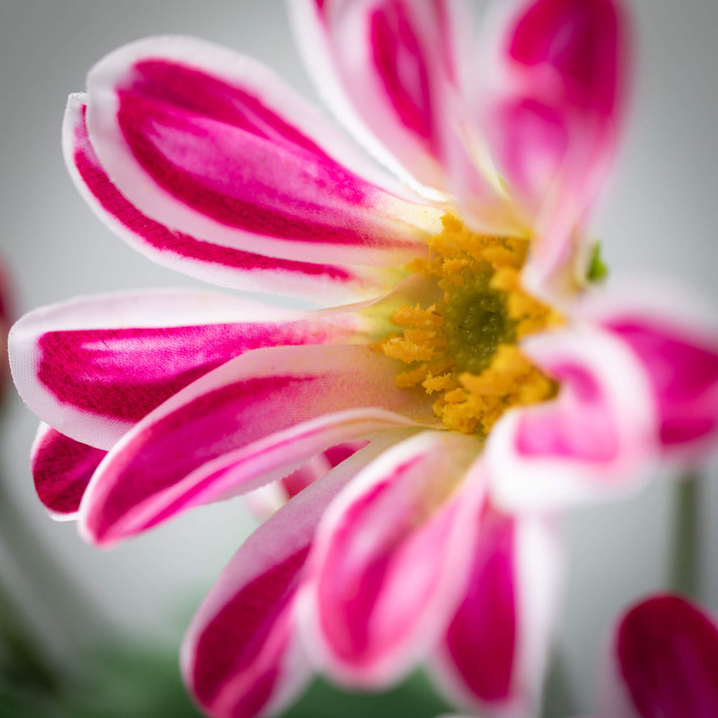 Beauty Pink Gazania Stem      