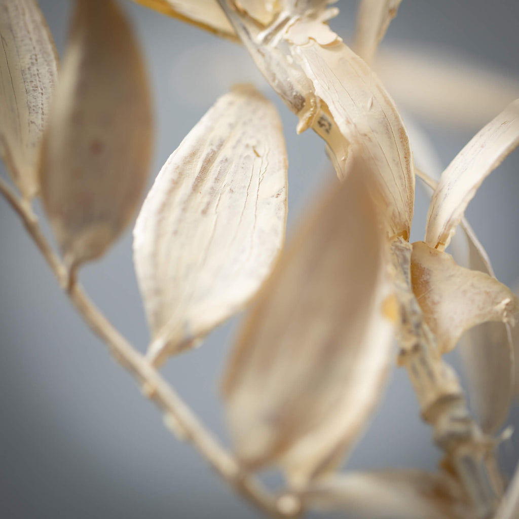 Cream Ruscus Branch           