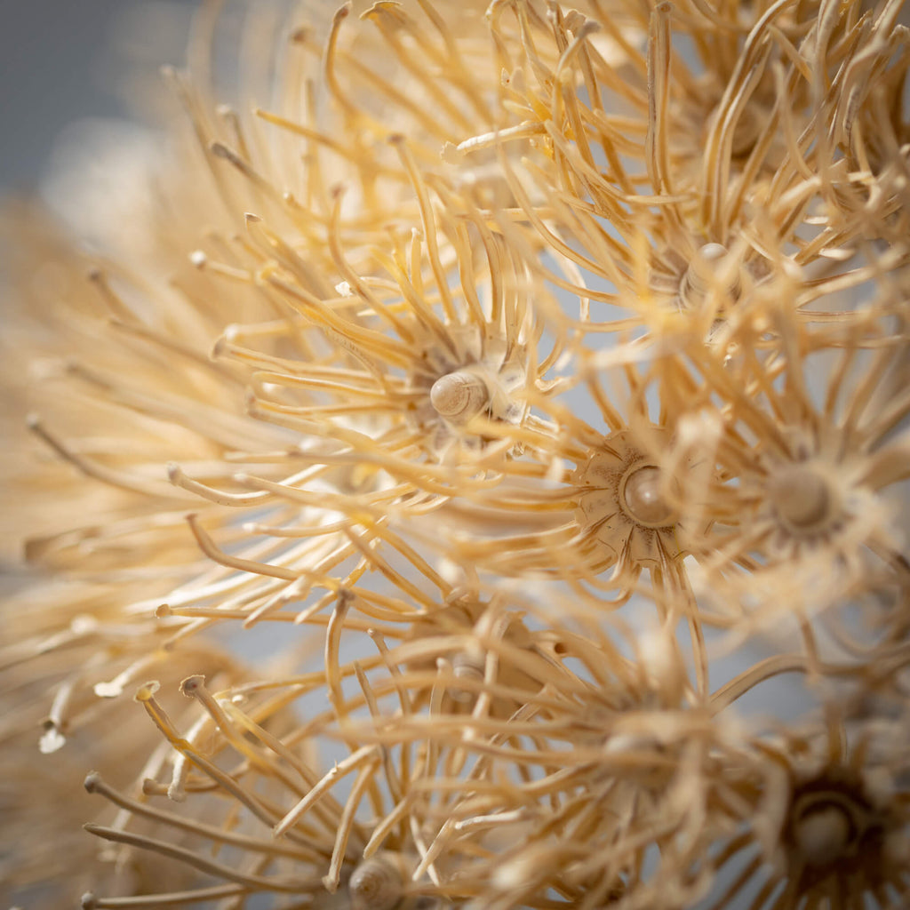 Dried Natural Cream Allium    