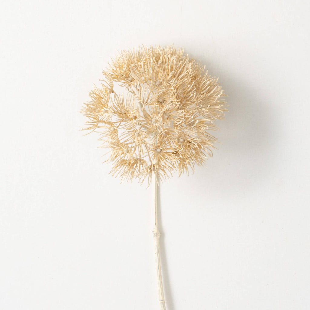 Dried Natural Cream Allium    