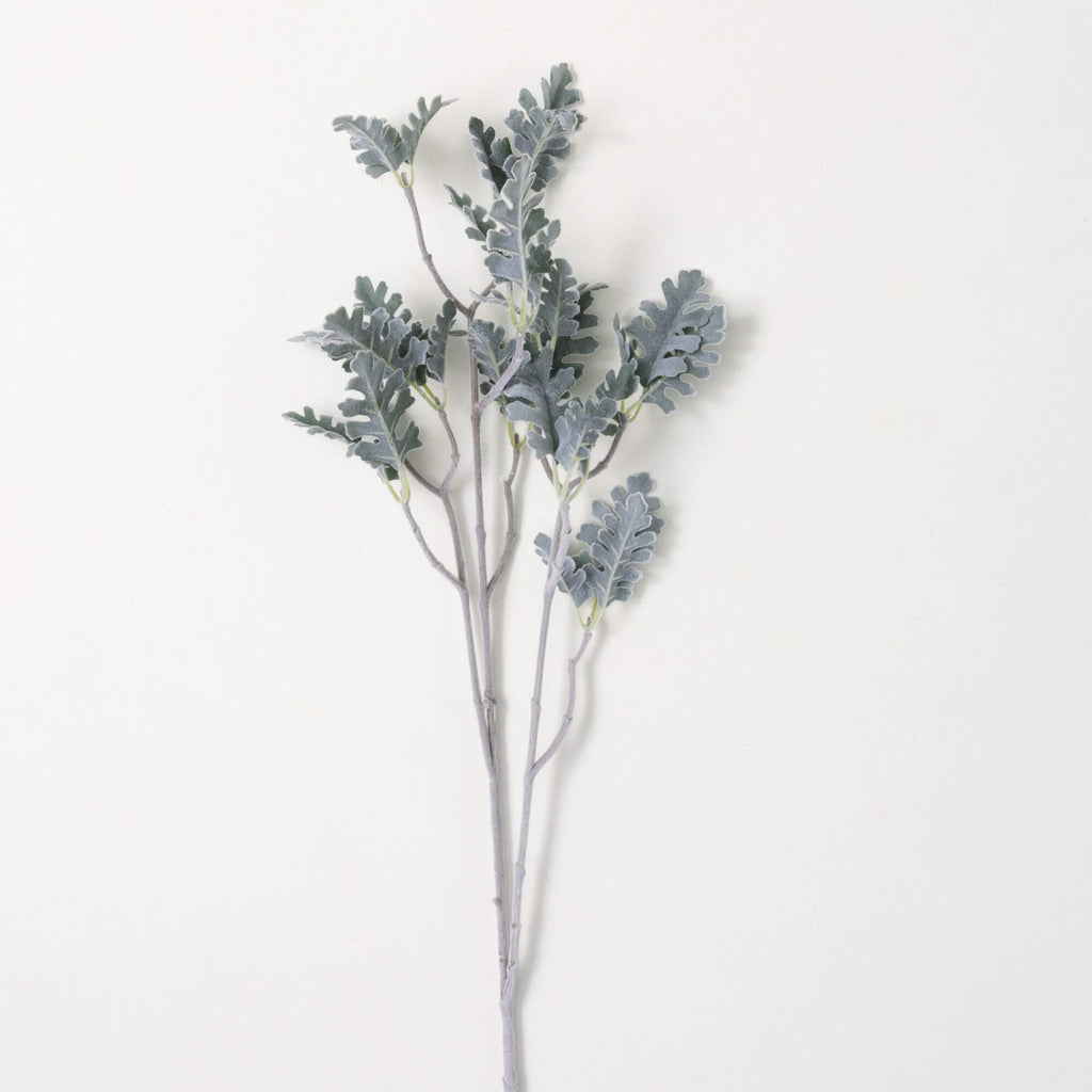 Powder Green Dusty Miller     