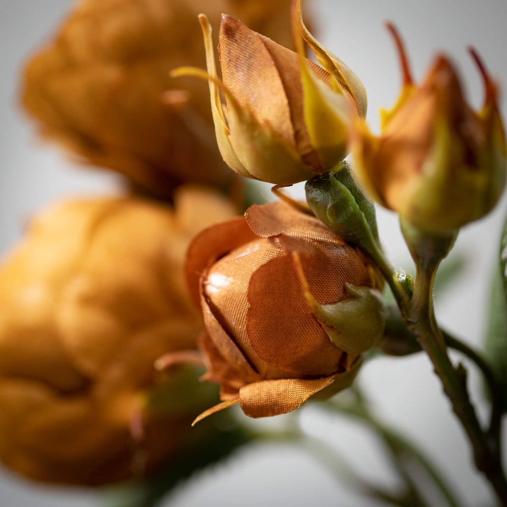 Antique Brown Blooming Roses  