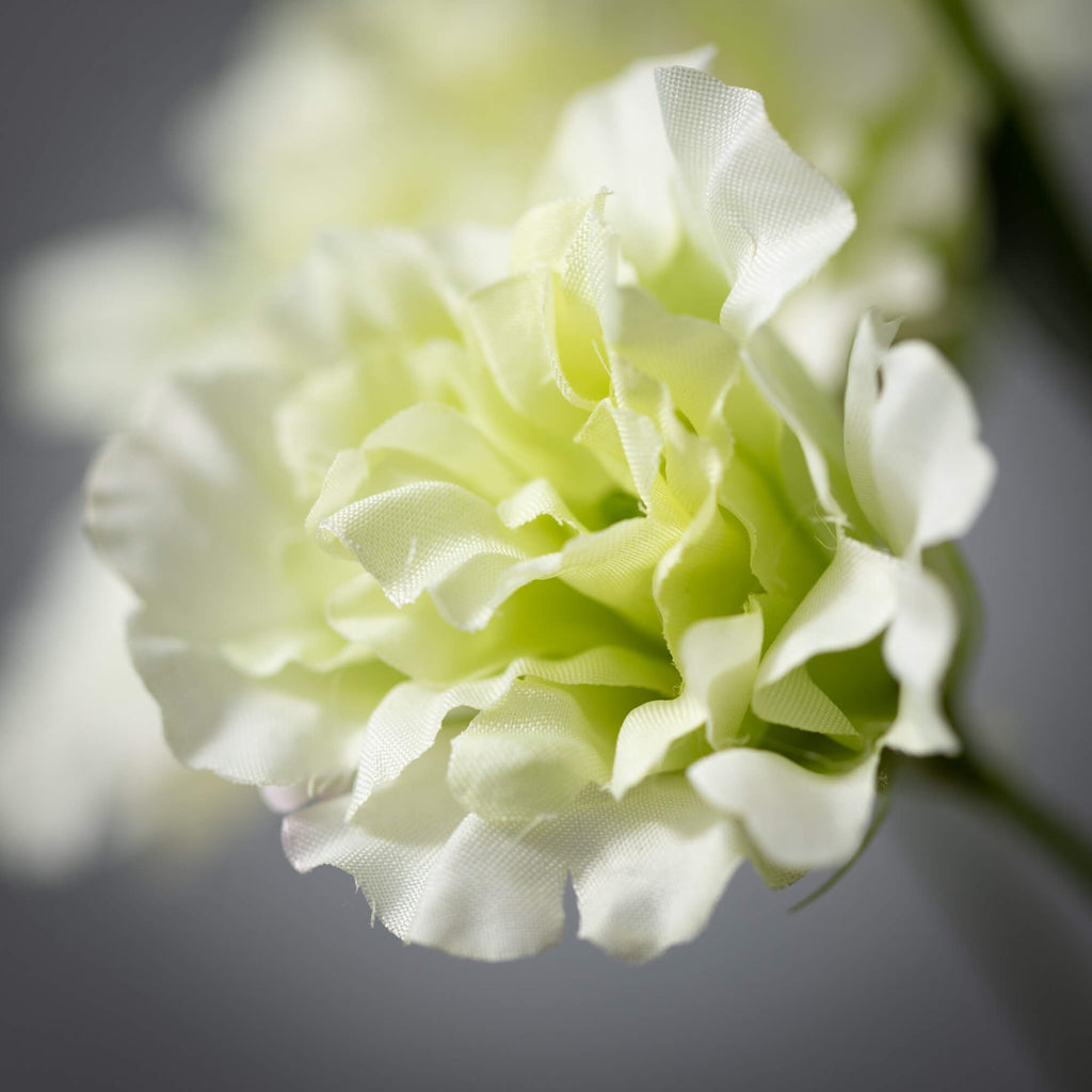 Cream Lime Green Lisianthus   