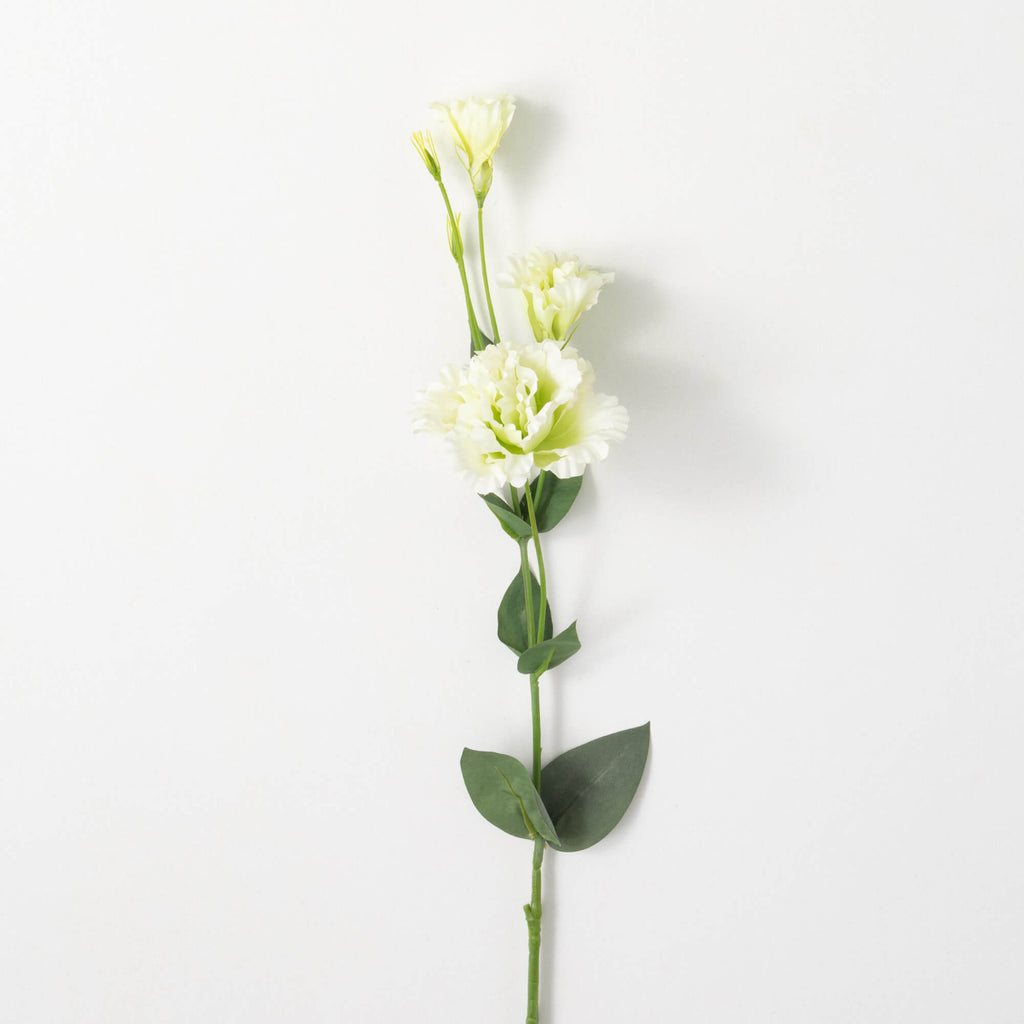 Cream Lime Green Lisianthus   