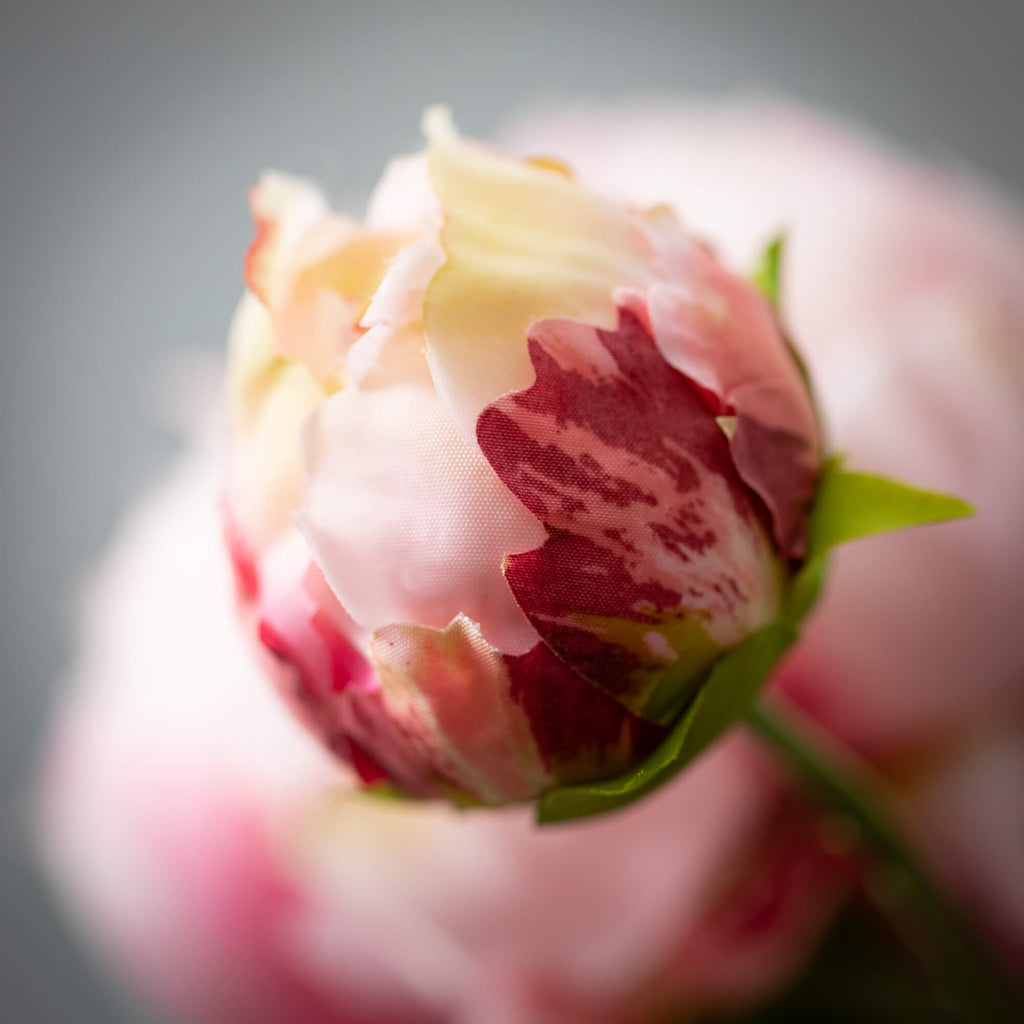 Pale Pink Peony With Bud      