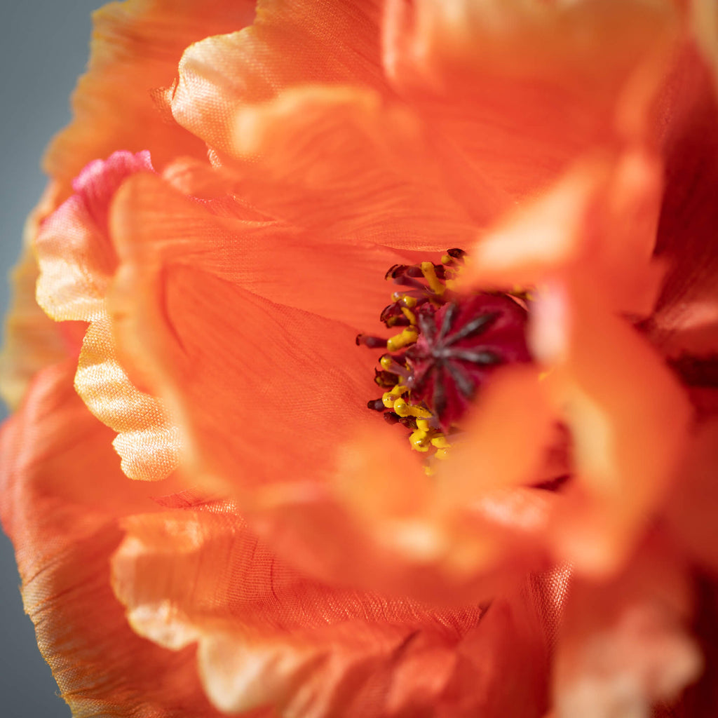 Cosmic Orange Poppy With Bud  