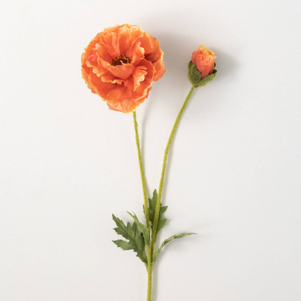 Cosmic Orange Poppy With Bud  