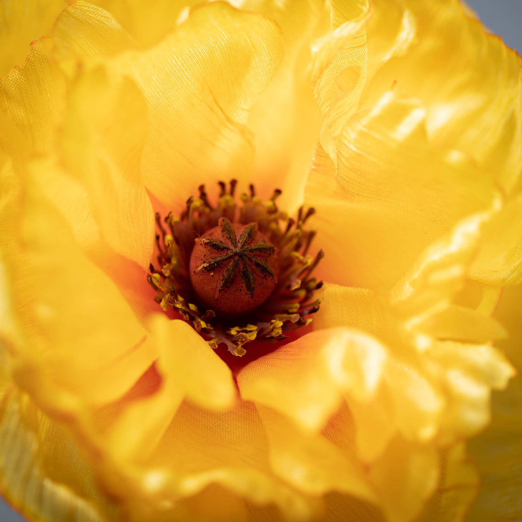 Sunshine Yellow Poppy With Bud