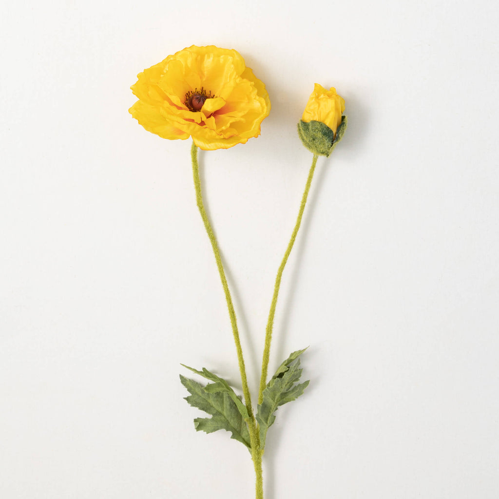 Sunshine Yellow Poppy With Bud