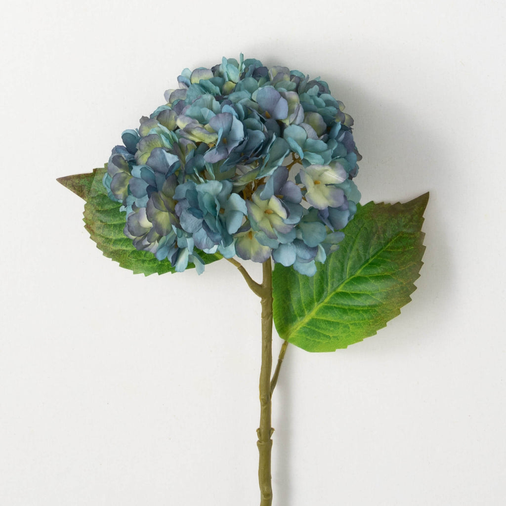 Blooming Dusty Blue Hydrangea 