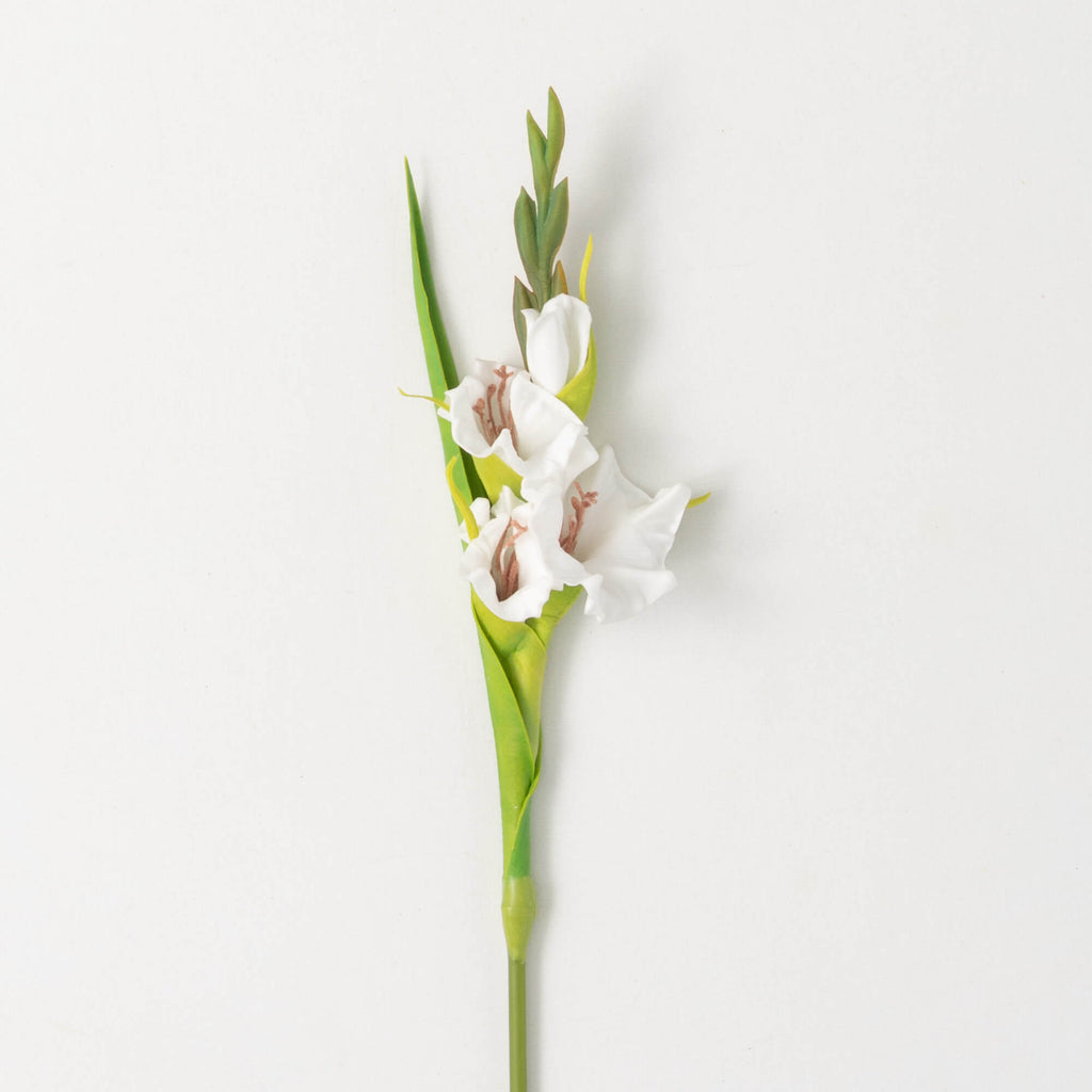 Dynamic White Gladiola        