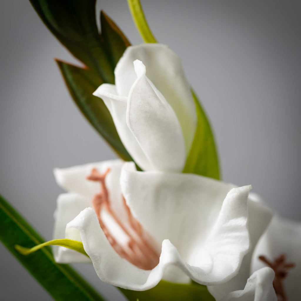 Dynamic White Gladiola        