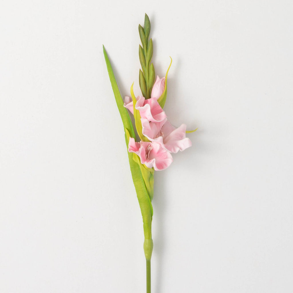 Soft Blushing Pink Gladiola   