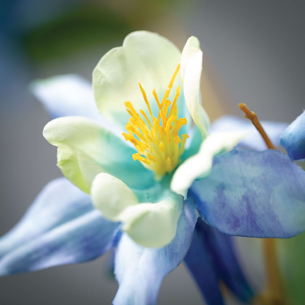 Delicate Blue Columbine Spray 